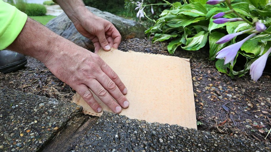 Cardboard mulch